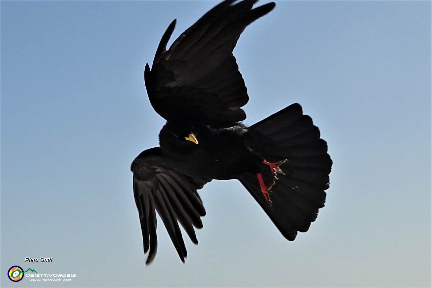82 Gracchio in....volo.JPG